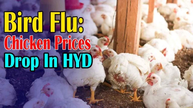 Bird Flu Outbreak in Hyderabad: Chicken Prices Drop to Rs. 150 Per Kg