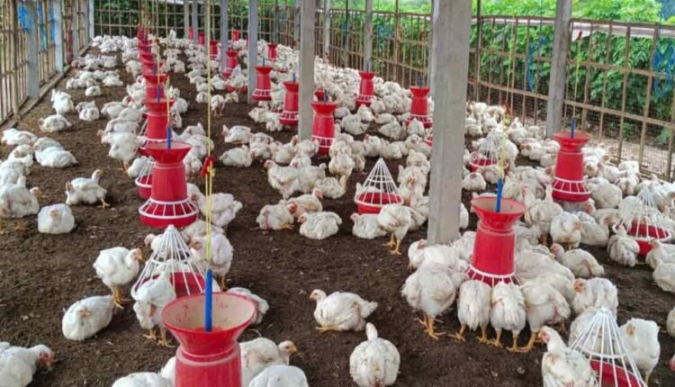 Chickens In Hanamkonda Create Village Festival Scene