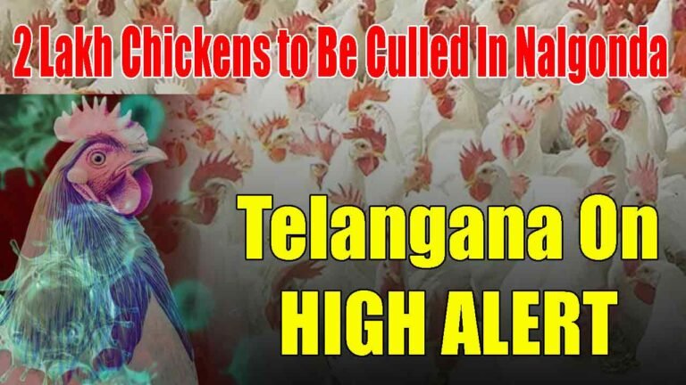 2 Lakh Chickens to Be Culled as Bird Flu Hits Nalgonda
