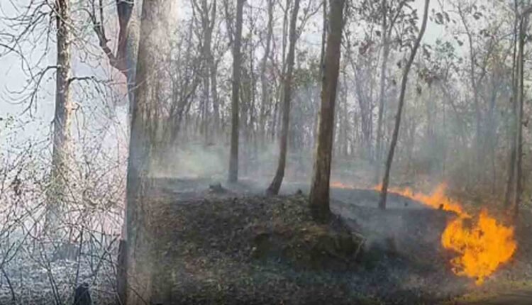 Fire Broke Out In Forest In Nirmal District