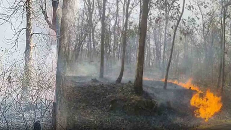 Fire Broke Out In Forest In Nirmal District