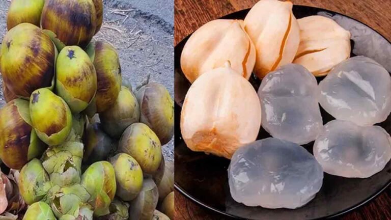 Surging Summer Heat Boost Demand for Ice Apples in Hyderabad