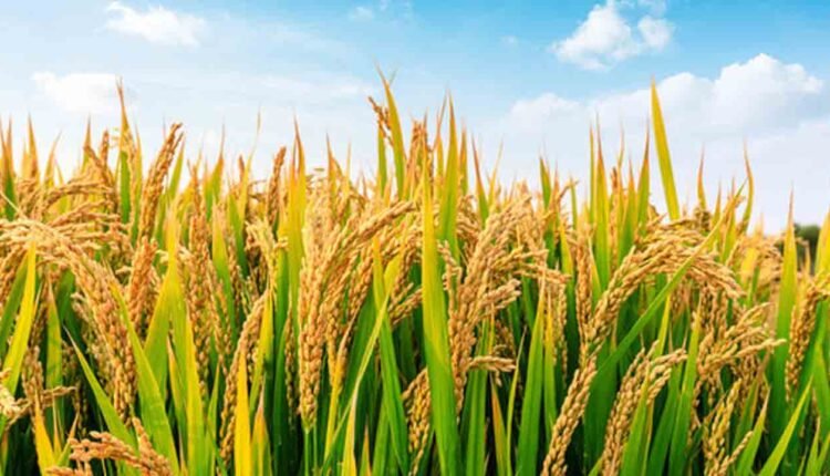 New Variety Of Rice Seeds Released That Will Yield A Crop In 120 Days