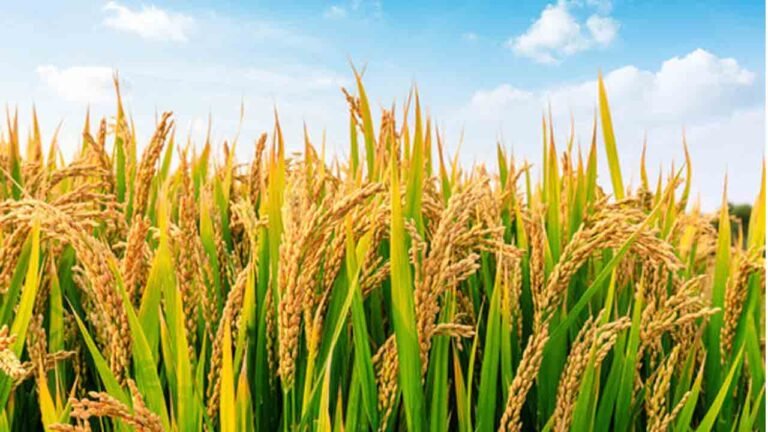 New Variety Of Rice Seeds Released That Will Yield A Crop In 120 Days
