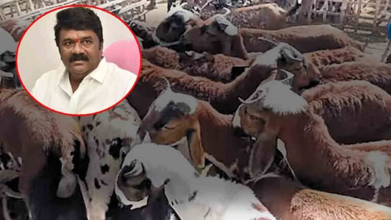 Sheep Distribution Scam: Big Shock To Talasani: Broker Moinuddin Arrested