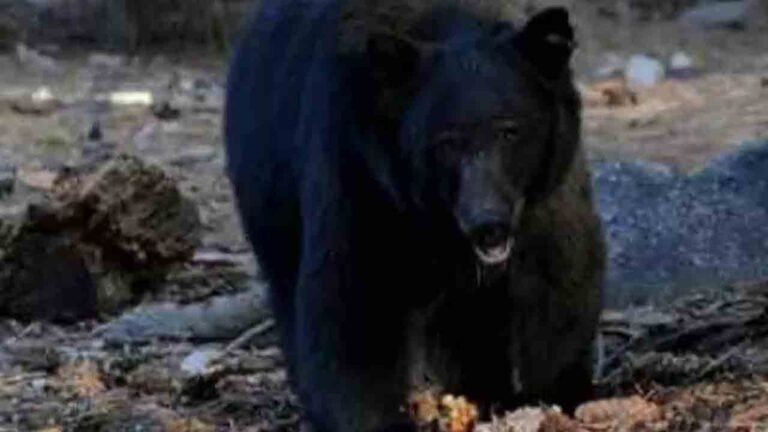 Bear Attack Farmer In Medak, Shifted To Hospital