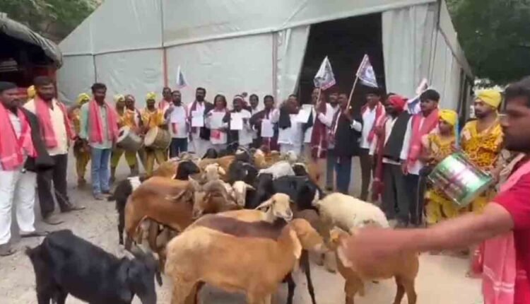 A Herd Of Sheep Entered Gandhi Bhavan: Yadavs Innovative Protest
