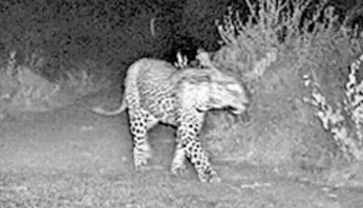 Hyderabad: Roaming Leopard Trapped