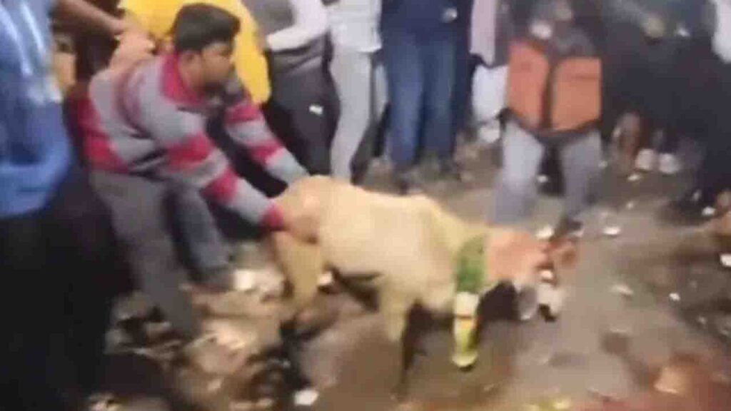 PETA: FIRs Filed Over Shocking Animal Sacrifice Videos