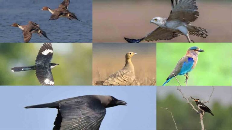 Telangana Makes Landmark Contribution To Bird Diversity Research With Study On 452 Species