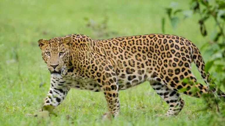 Leopard Alert in Hyderabad: Two Big Cats Spotted At RCI Balapur