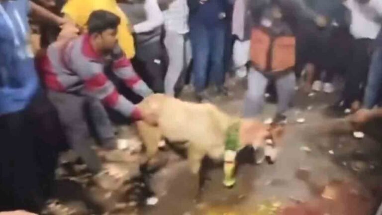 Shocking Animal Sacrifice Videos Spark FIRs in Telangana; PETA and Maneka Gandhi Intervene