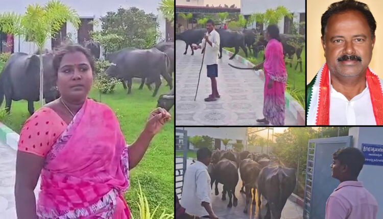Couple Protest By Herding Buffaloes Into Bhupalpally MLA Office