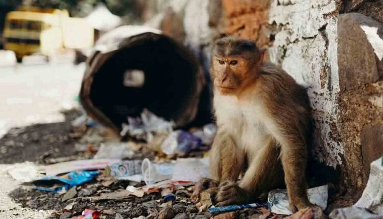 Minor Girl Injured In Monkey Attack At Primary School In Rajanna-Sircilla