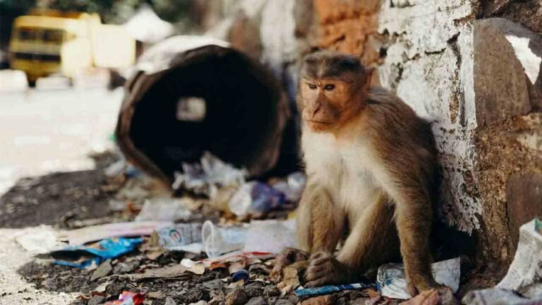 Minor Girl Injured In Monkey Attack At Primary School In Rajanna-Sircilla