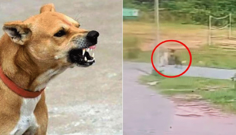 Stray Dogs Attack 6-Year-Old Girl At School In Mancherial