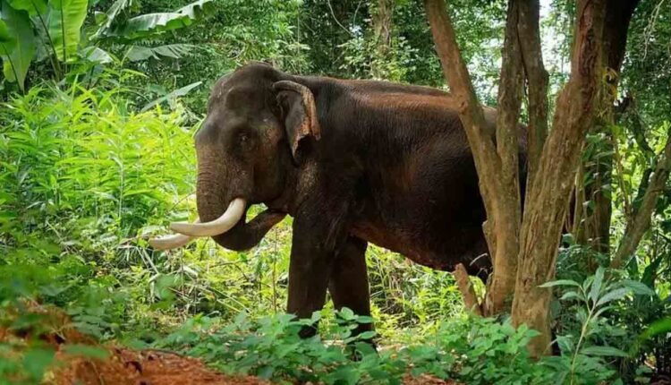 Wild Elephants Trample Woman, Granddaughter To Death In Valparai