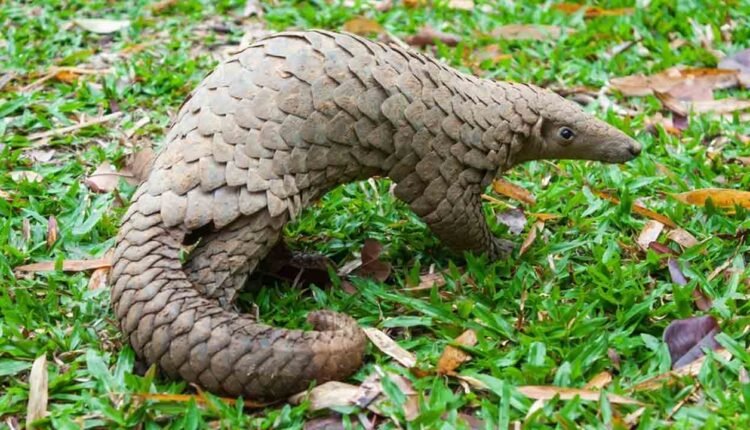 Gang Involved In Illegal Trafficking Of Pangolin Scales Busted