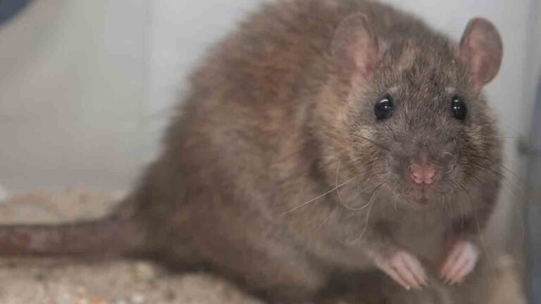Narsapur Gurukul Rat Attack: Eight Girls Injured