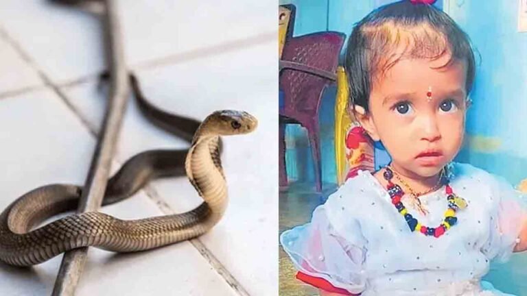 Snakebite Claims A Life Of A Child In Rajanna Sircilla