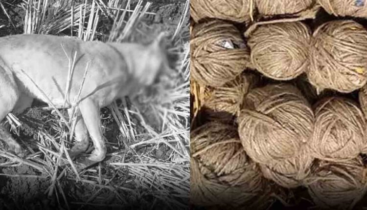 Bomb Scare In Kamareddy After Dog Dies In Blast