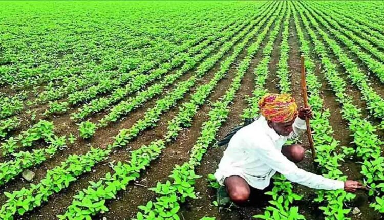 Swarna Vasundhara Soybean Gains Popularity Among Farmers