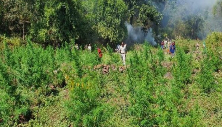Cannabis Garden In Tandur: 108 Plant Worth Rs. 11 Lakh Seized