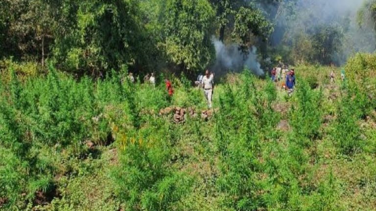 Cannabis Garden In Tandur: 108 Plant Worth Rs. 11 Lakh Seized