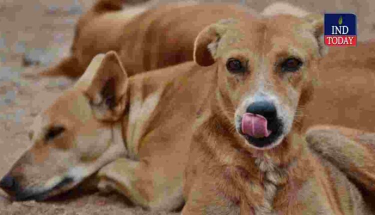 Kamareddy: Dog poisoning case triggers police action