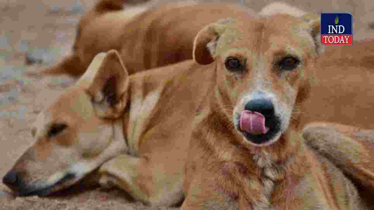 Kamareddy: Dog poisoning case triggers police action