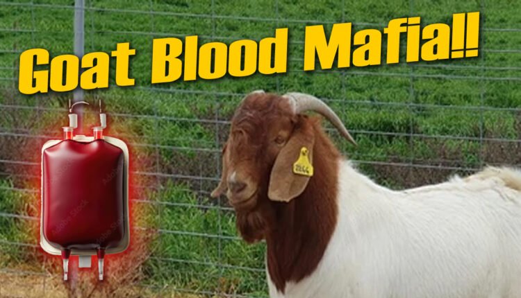 Goat Blood Mafia: Collecting Blood From A Living Goat