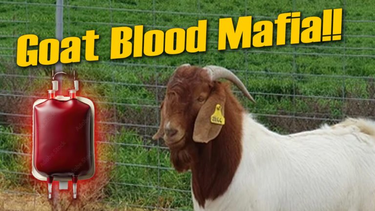 Goat Blood Mafia: Collecting Blood From A Living Goat