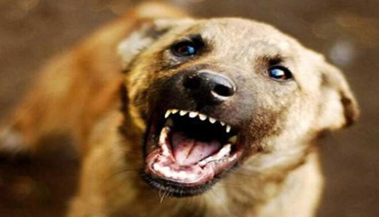 Twelve Persons Injured In Stray Dog Attack In Nirmal