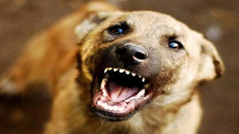 Twelve Persons Injured In Stray Dog Attack In Nirmal