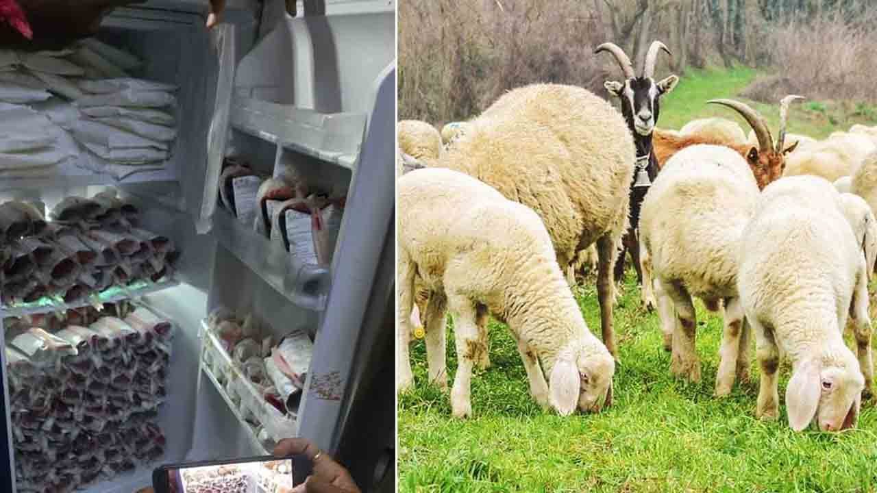 Animal Blood Racket Busted In Medchal Mutton Shop