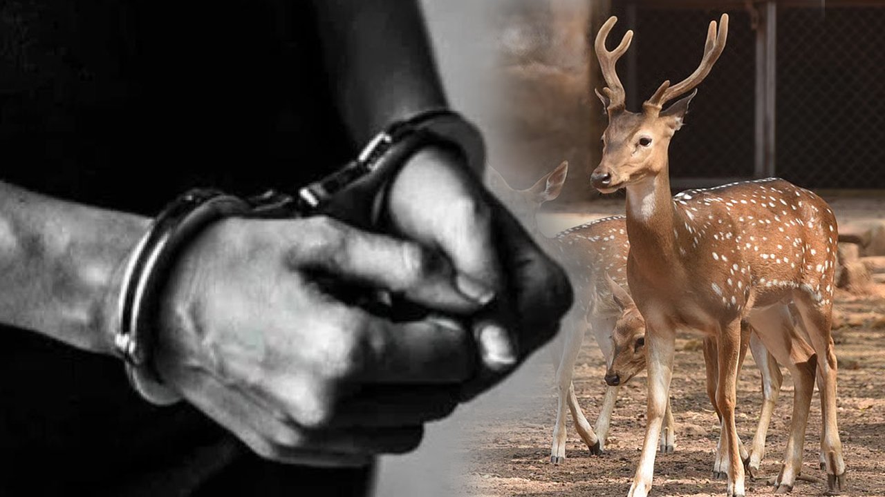 Three Persons Arrested For Poaching Spotted Deer In Asifabad