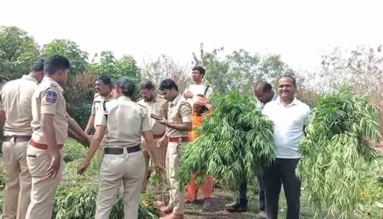 Dry Ganja Seized At Narayankhed Temple Premises