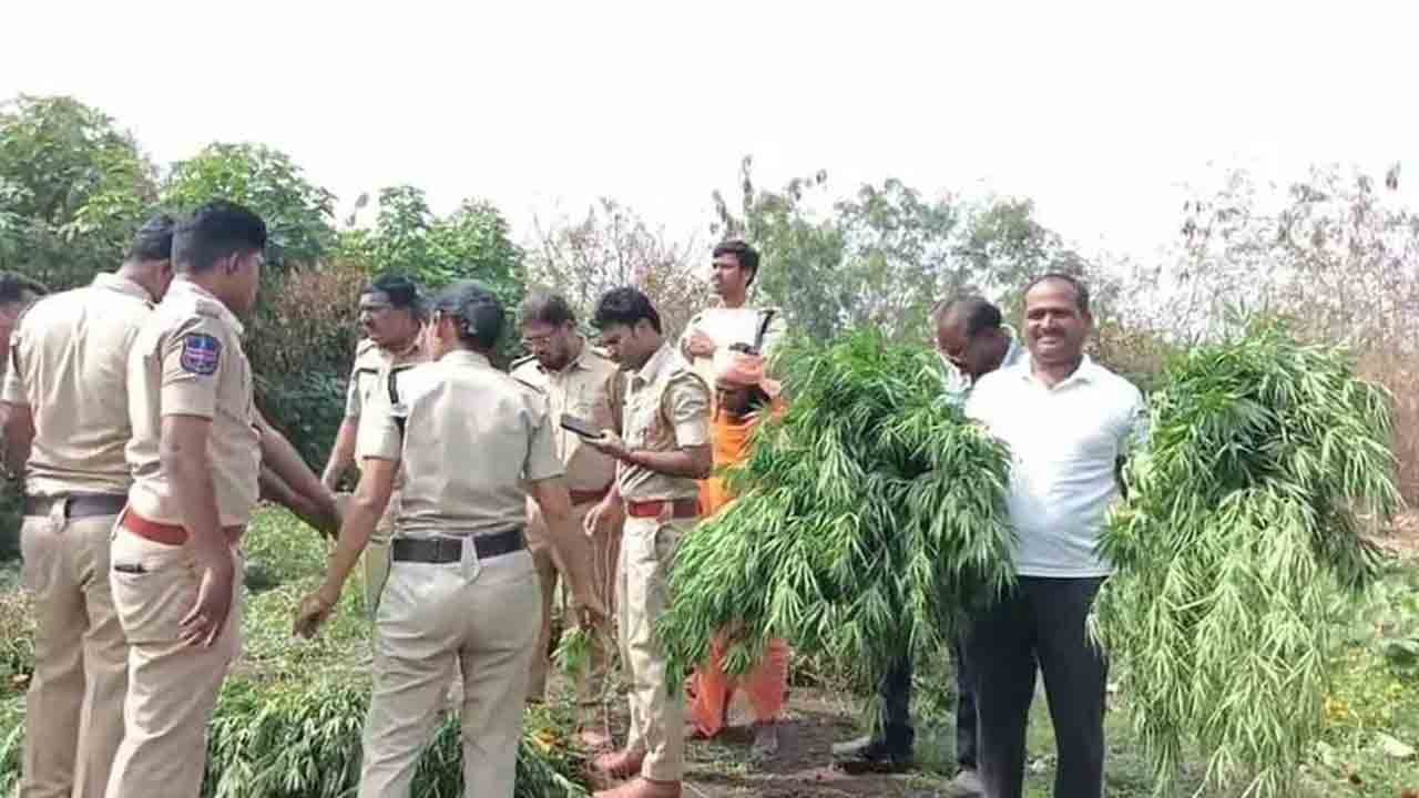 Dry Ganja Seized At Narayankhed Temple Premises