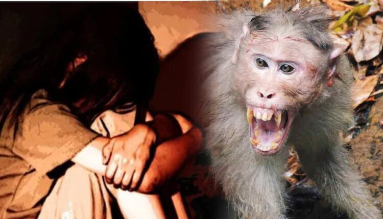 Six-Year-Old Girl Injured In Attack By Monkeys In Narsapur