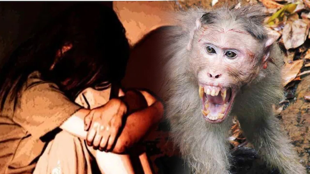 Six-Year-Old Girl Injured In Attack By Monkeys In Narsapur