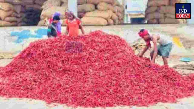 Chilli Prices Hit Record Highs At Warangal Enumamula Market