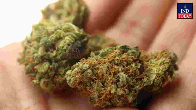 Marijuana In Tea Stall Busted In Uppal