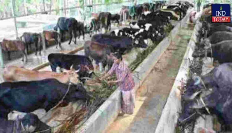 Dairy Buffalo Fraud Dupes Kamareddy Farmer Of Rs 8.84 lakh