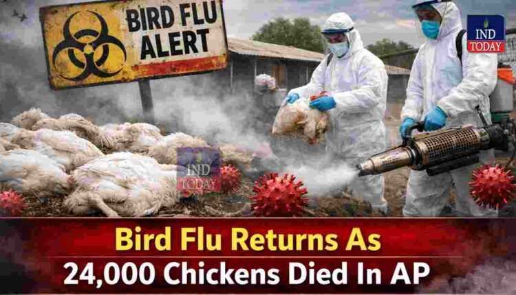 Bird Flu Returns As 24,000 Chickens Died In AP