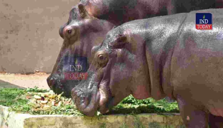 World Hippo Day Celebrated At Nehru Zoological Park