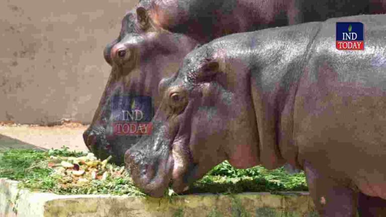 World Hippo Day Celebrated At Nehru Zoological Park