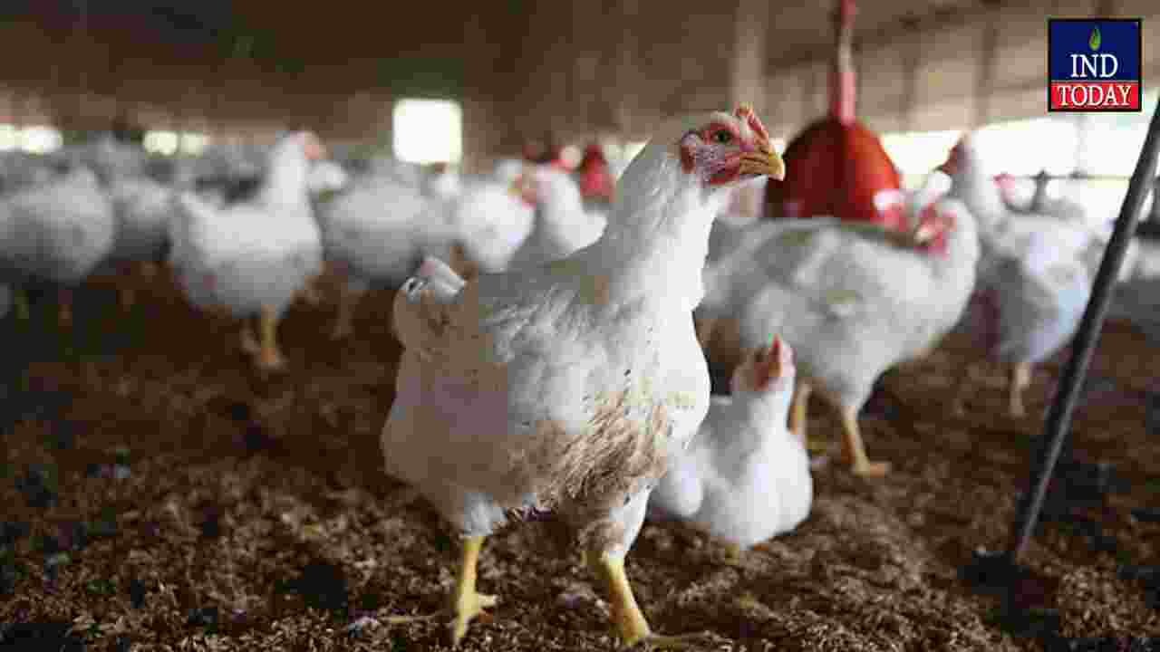 Saudi Arabia Bans Poultry Imports From India