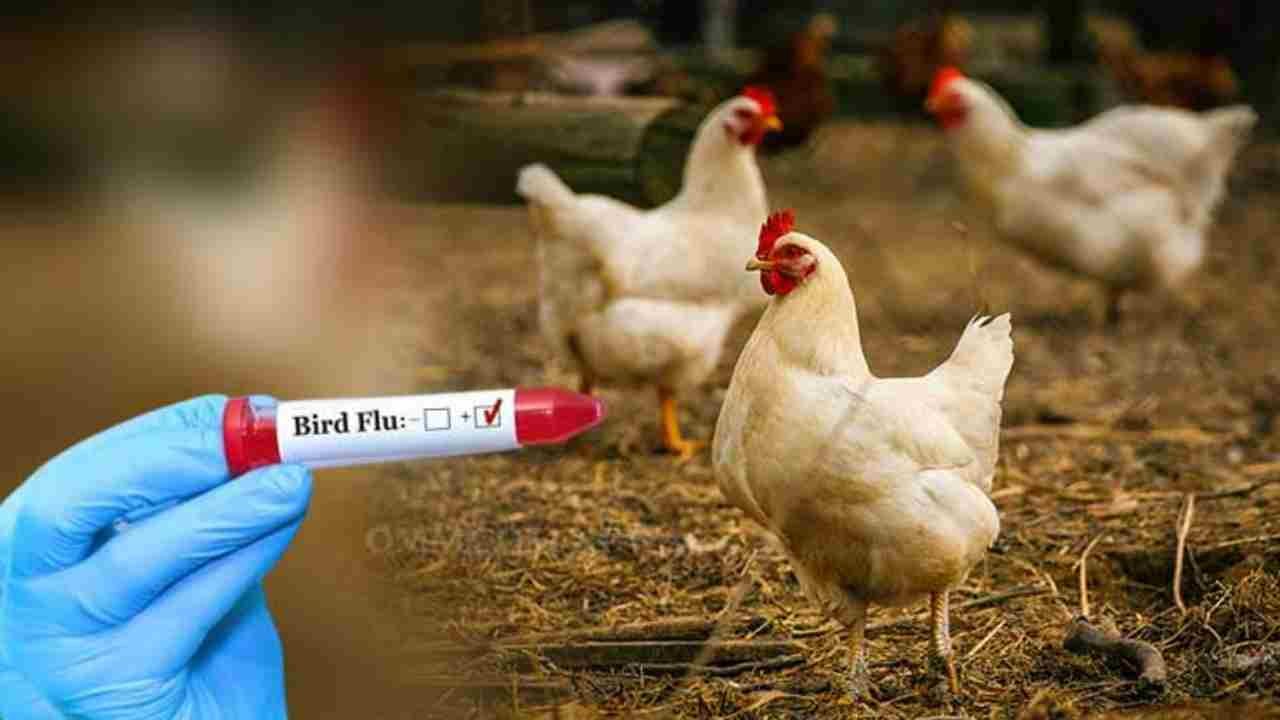 Bird Flu Is Causing A Stir