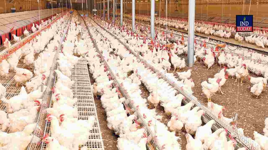 Chicken prices fall by Rs.100 after sharp rise in Hyderabad