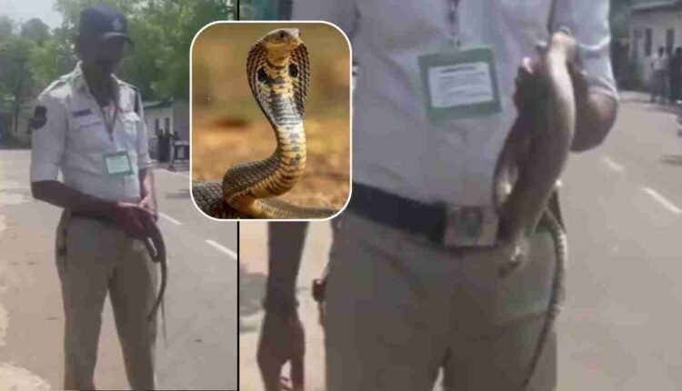 Snake On The Way To The Assembly